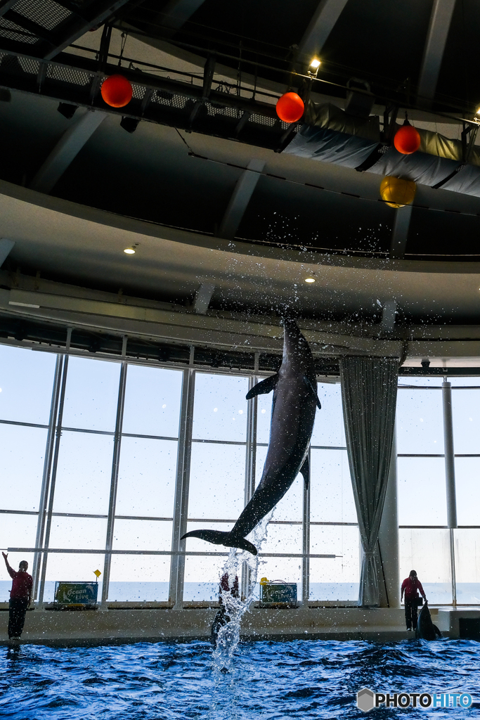 アクアワールドのショー3