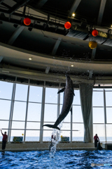 アクアワールドのショー3