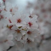 桜3