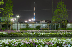 東京スカイツリー86