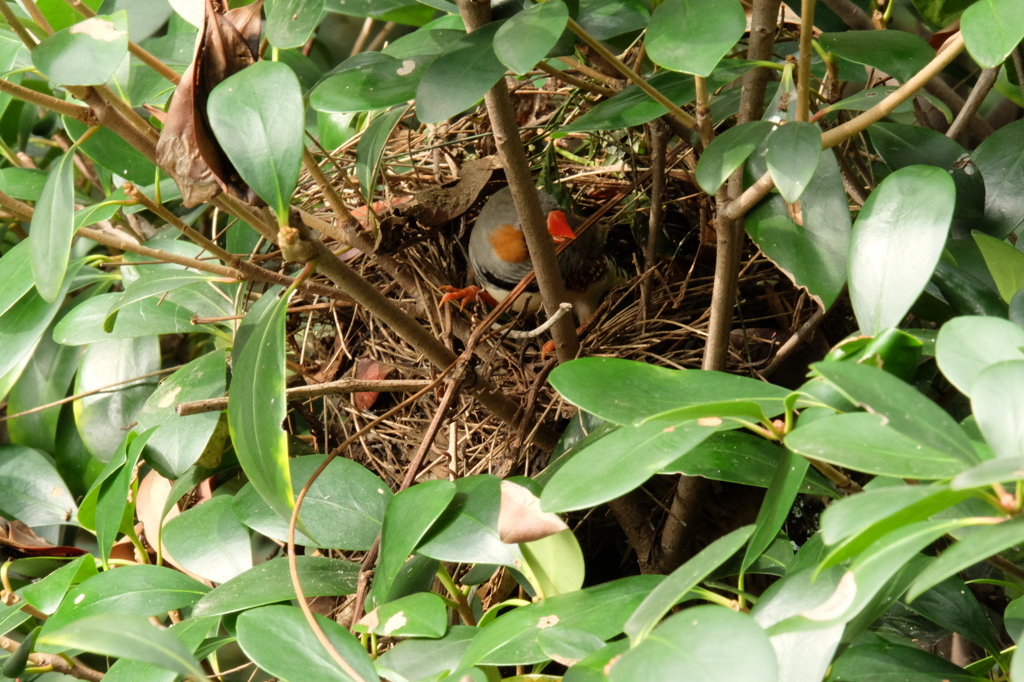 野鳥の森キャンベルタウン３
