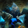 サンシャイン水族館3