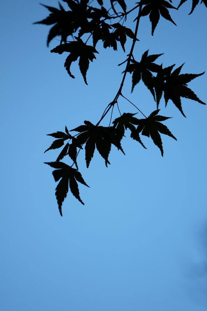 鎌倉・瑞泉寺のもみじのシルエット