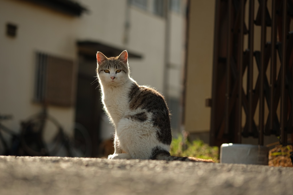 近所の野良猫36