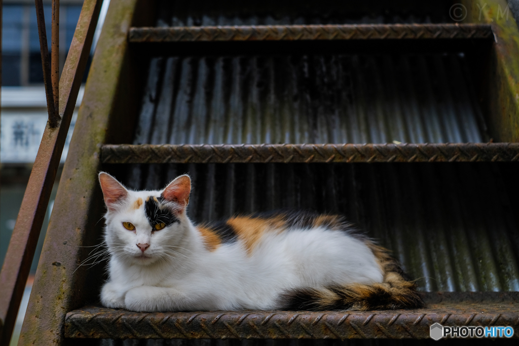 階段に座る猫