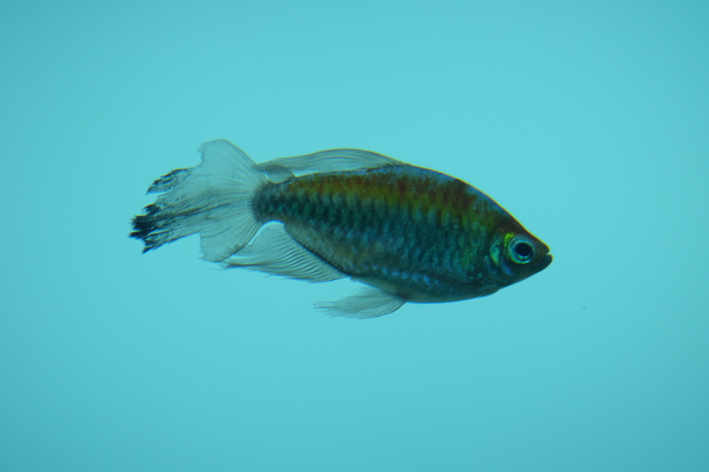 たゆたう魚