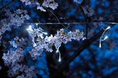 ライトと桜