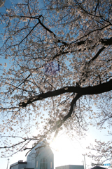 春の教会