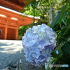 高野山 紫陽花と大門