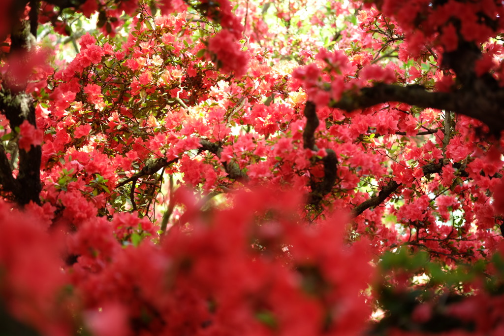 つつじが岡公園のつつじ1