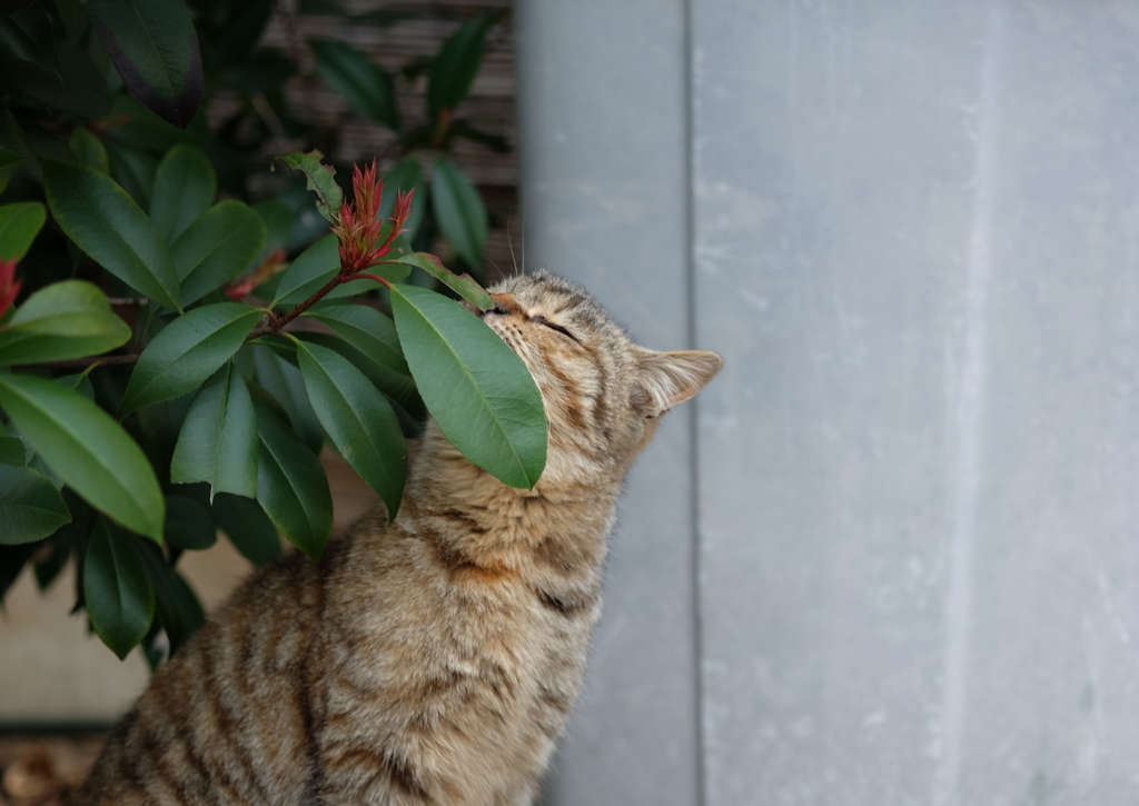 近所の野良猫30　花の香