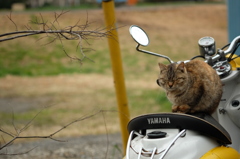 近所の野良猫21