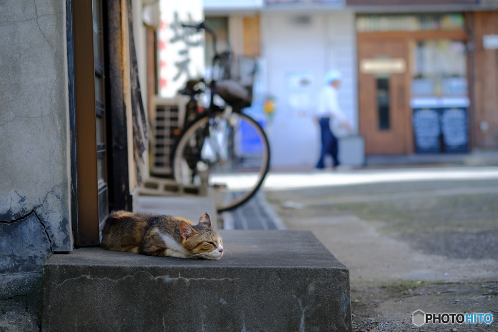 日陰で眠る