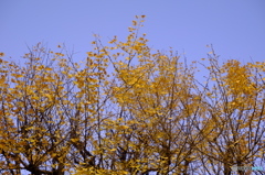 イチョウの上に秋空