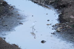 元荒川の鳥4　浅瀬を歩くシラサギ