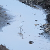 元荒川の鳥4　浅瀬を歩くシラサギ