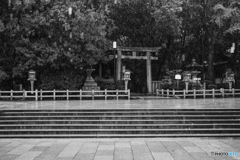 雨の八坂神社 濡れる石畳と鳥居