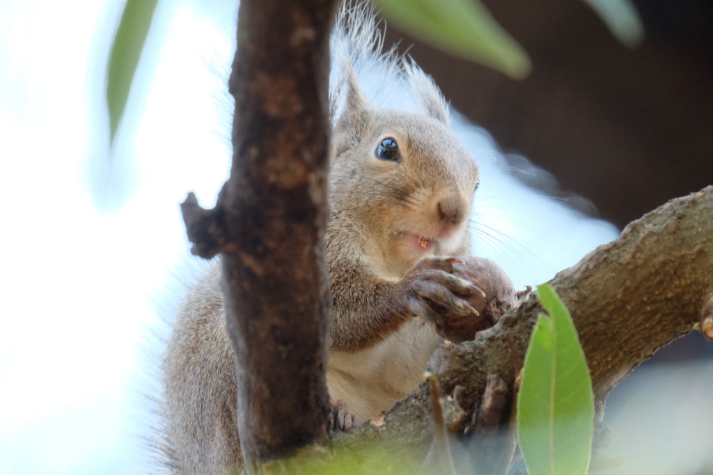 井の頭自然文化園のニホンリス3 食べカスを口に付ける
