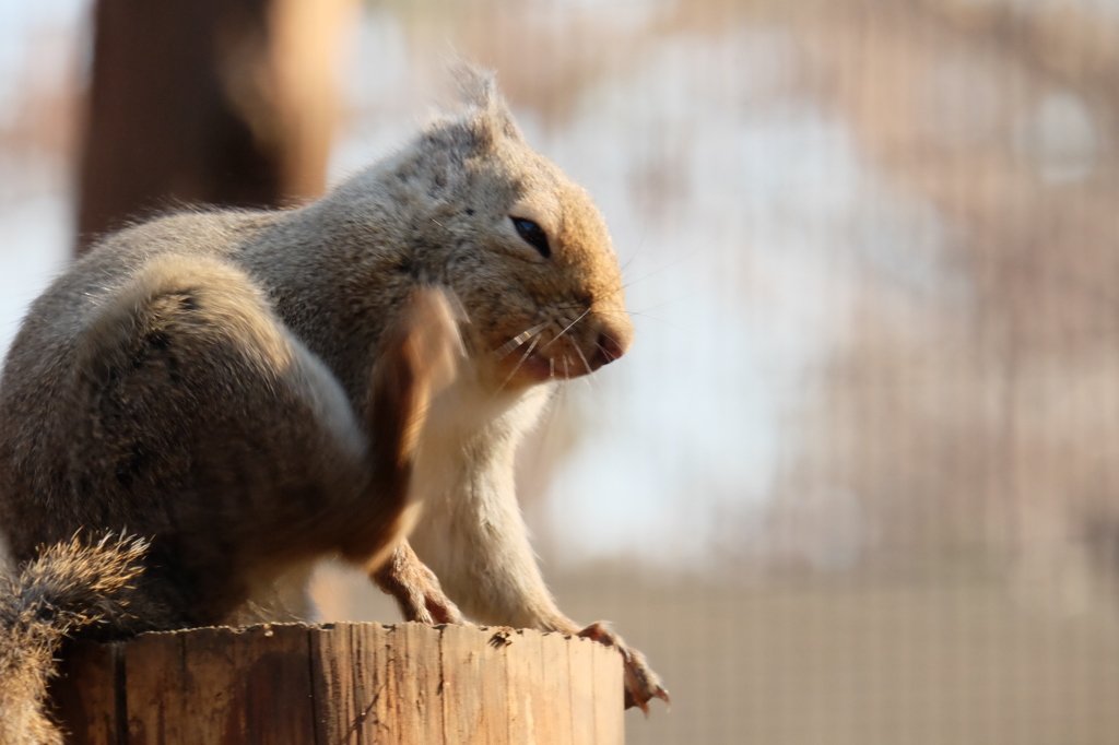 井の頭自然文化園のニホンリス9 顔をかく