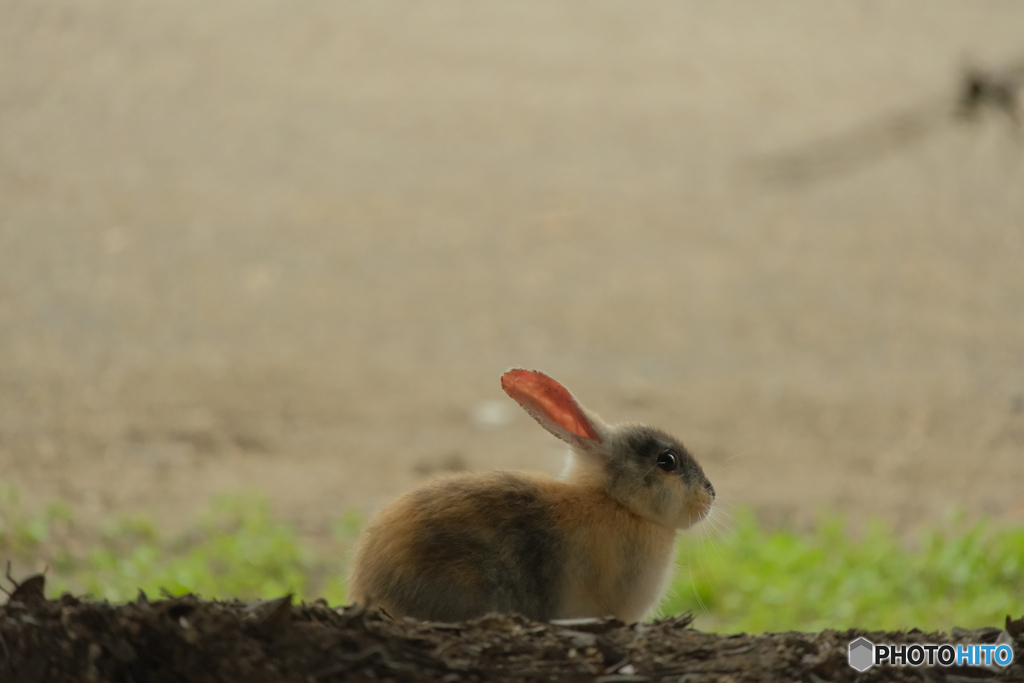 大久野島のウサギ①