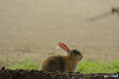 大久野島のウサギ①