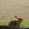 大久野島のウサギ①