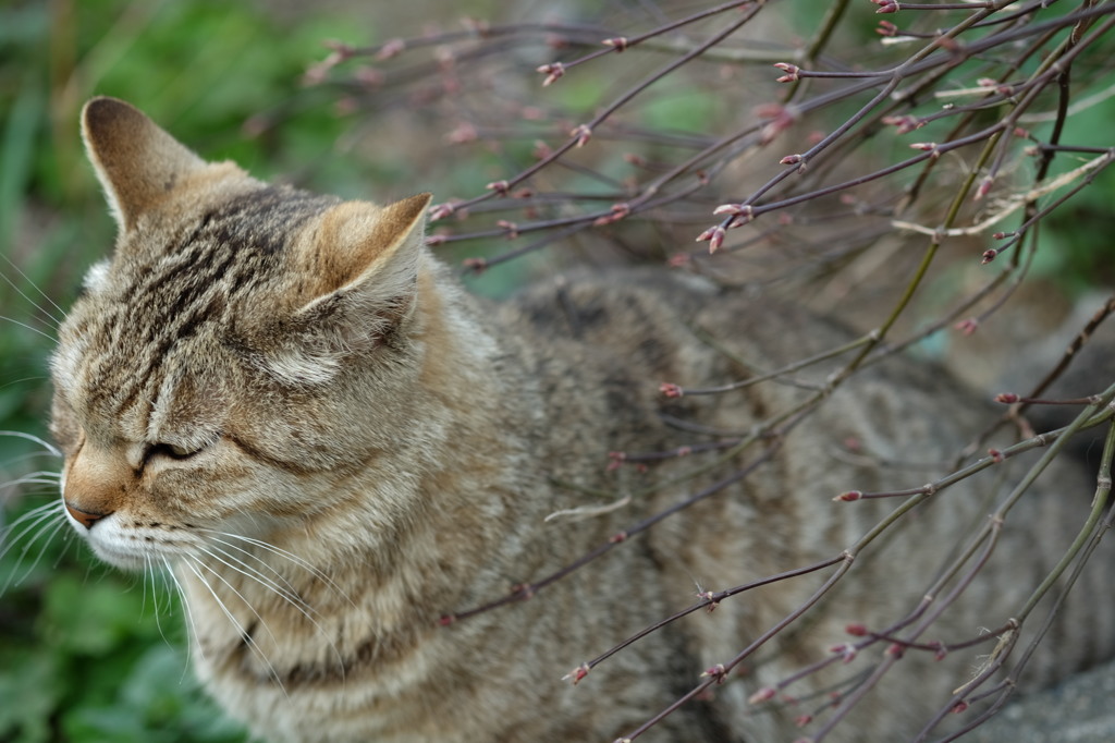 近所の野良猫37
