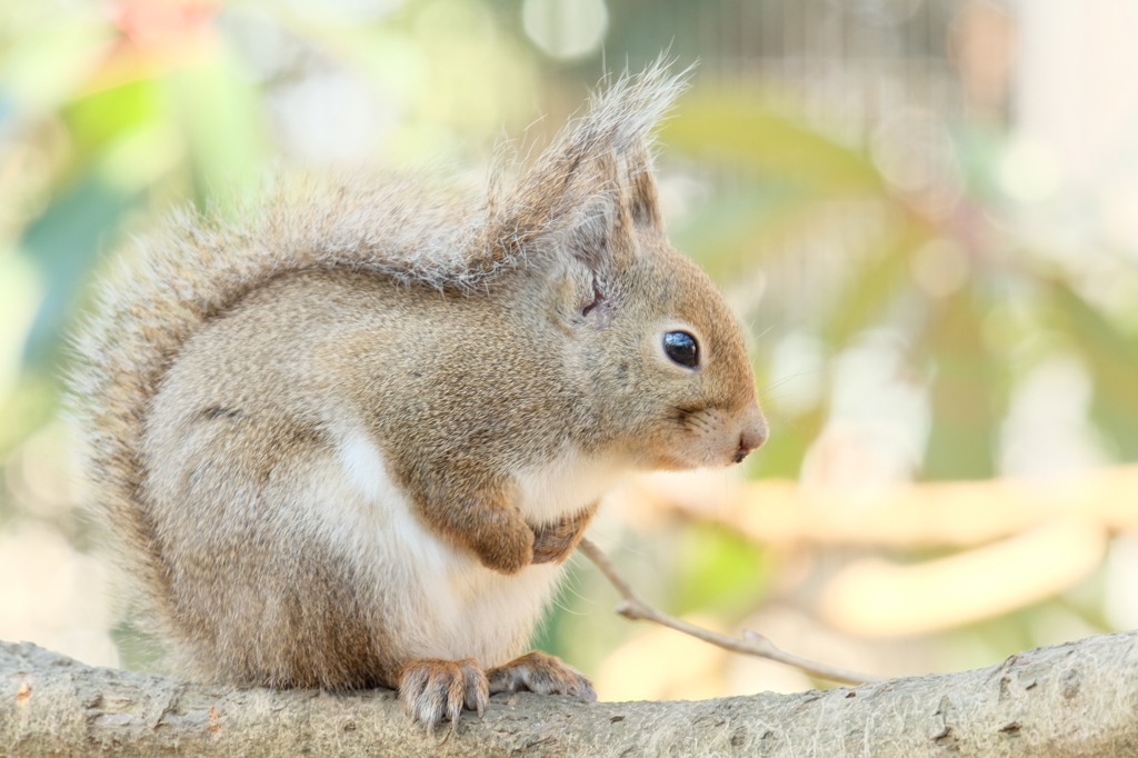 井の頭自然文化園のニホンリス4 たたずむ