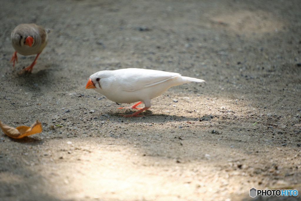 あるく鳥