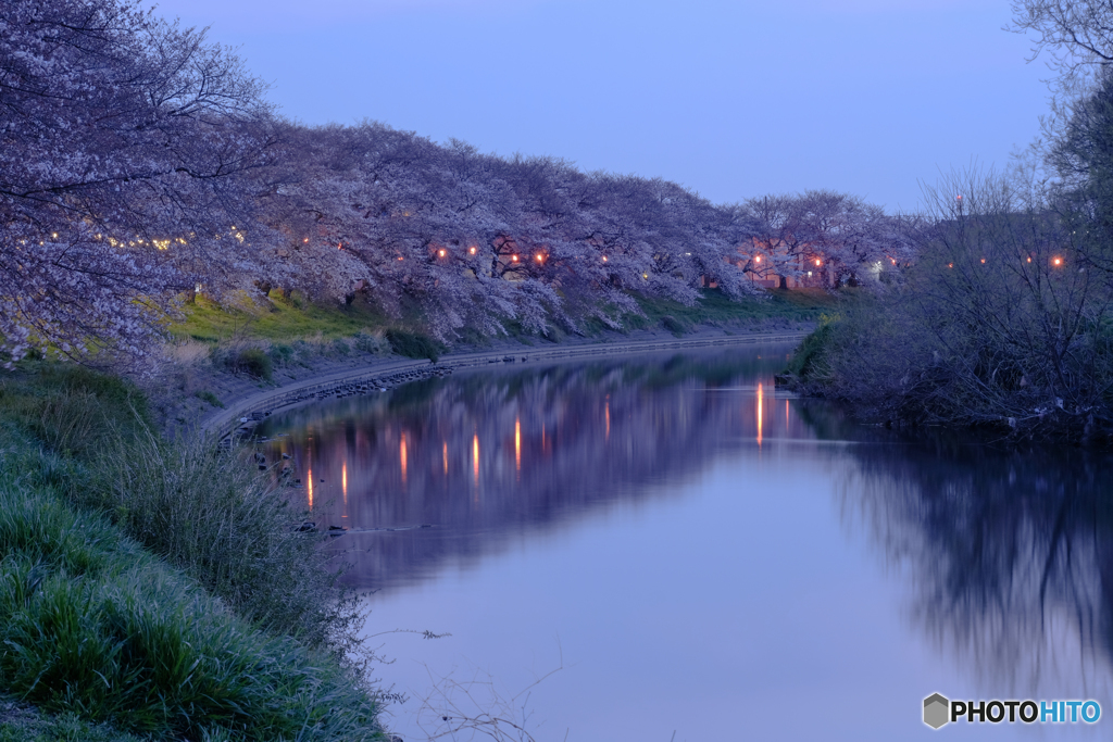夜の桜並木