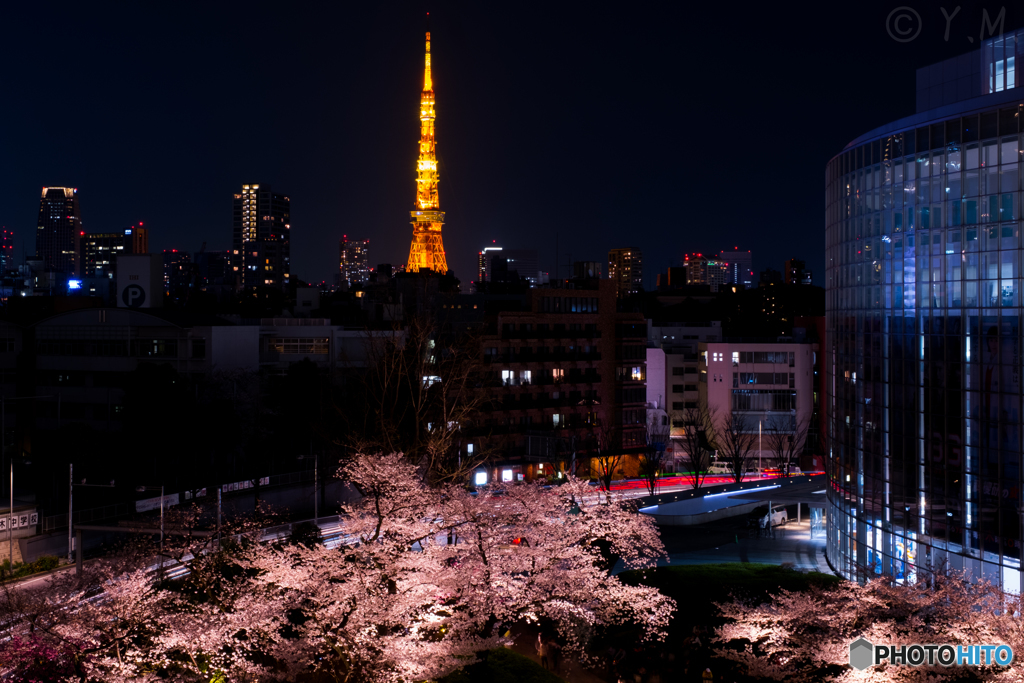 東京タワーと桜1