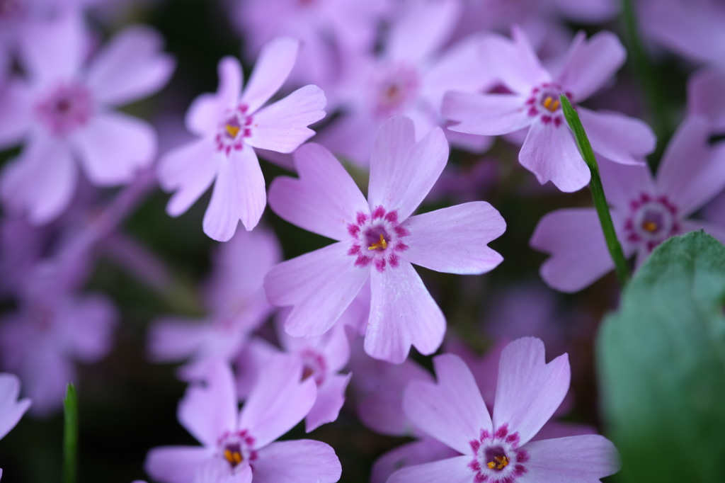 ザ・トレジャーガーデン館林の芝桜