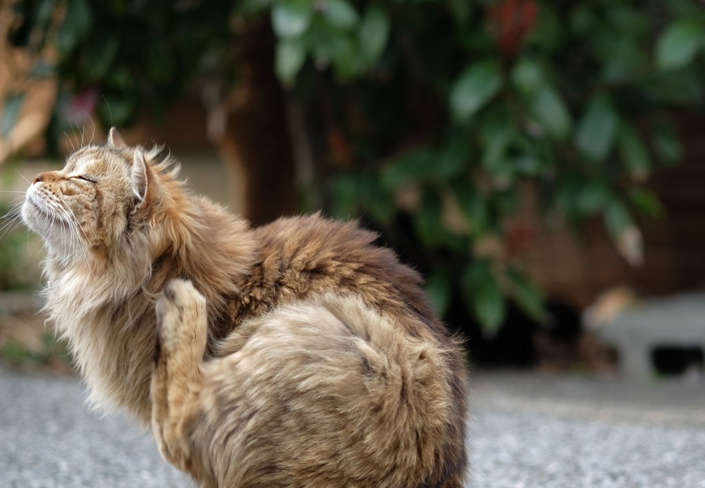 近所の野良猫29　ブラッシング