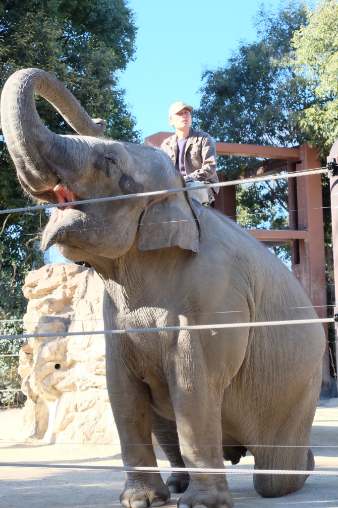 1月の上野動物園 飼育員を乗せる像