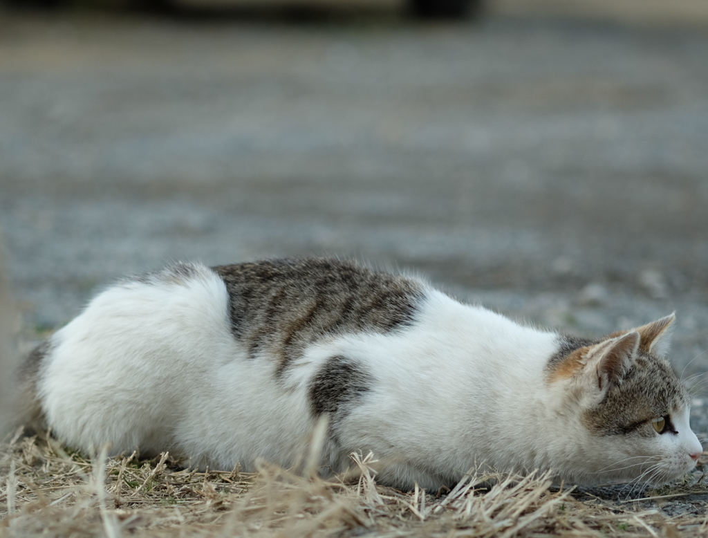 近所の野良猫14
