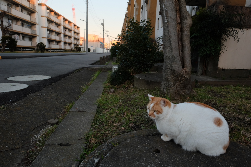 日暮れの団地　マンホールに座る猫