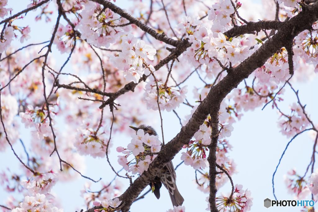 桜に隠れて