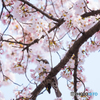 桜に隠れて