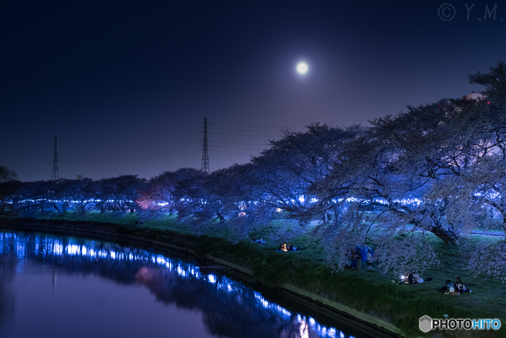 月夜の桜並木