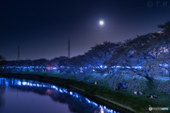 月夜の桜並木