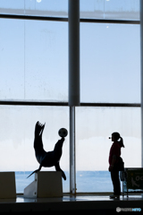 アクアワールドのショー1