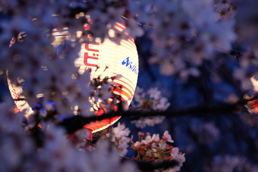 夜桜(ちょうちんにピント)