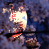 夜桜(ちょうちんにピント)
