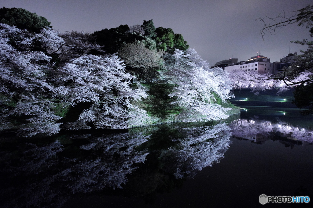 千鳥ヶ淵の桜1