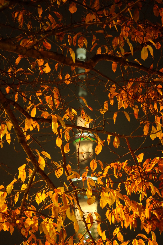 東京スカイツリー4 紅葉夜景(紅葉にピント)