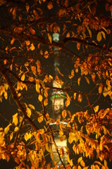 東京スカイツリー4 紅葉夜景(紅葉にピント)