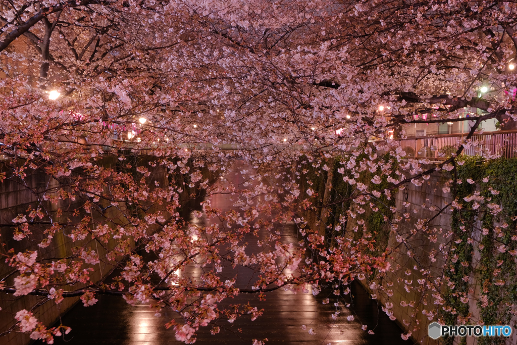 目黒川の夜桜1