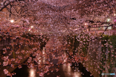 目黒川の夜桜1
