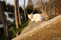 京の猫