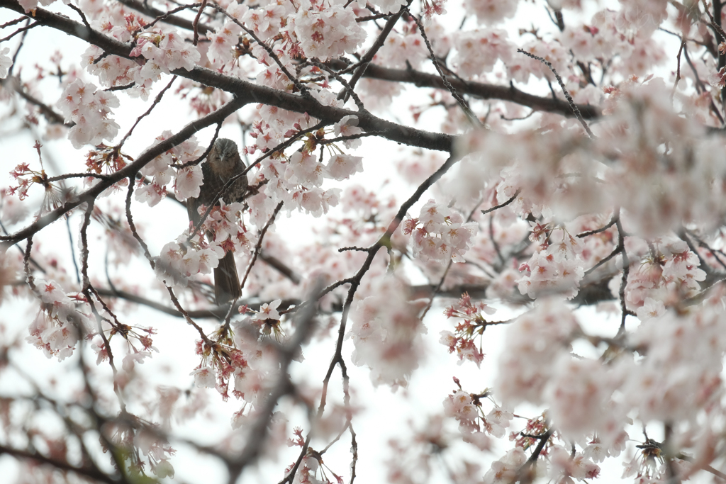 雪の日の桜にとまるヒヨドリ2